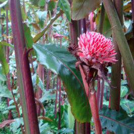 Sunset red torch ginger (single plant)