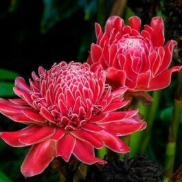 Sunset red torch ginger (single plant)