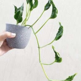 Sleeping Pothos/ Epipremnum Aureum Shangri La (single plant pot)