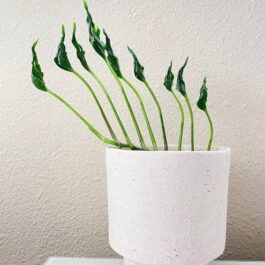 Sleeping Pothos/ Epipremnum Aureum Shangri La (single plant pot)