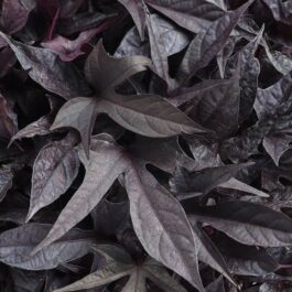 Purple Sweet Potato Vine /Ipomoea batatas (single plant)