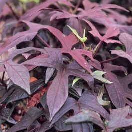 Purple Sweet Potato Vine /Ipomoea batatas (single plant)