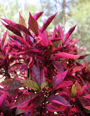 Alternanthera Red Hots/Alternanthera dentata Brazilian Red Hots (single plant) - Image 5