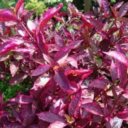 Alternanthera Red Hots/Alternanthera dentata Brazilian Red Hots (single plant)