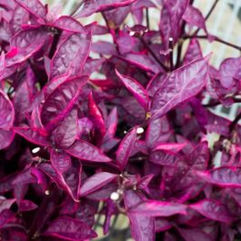 Alternanthera Red Hots/Alternanthera dentata Brazilian Red Hots (single plant)