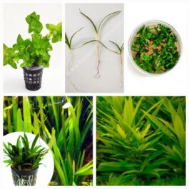 Low tech planted aquarium plant combo