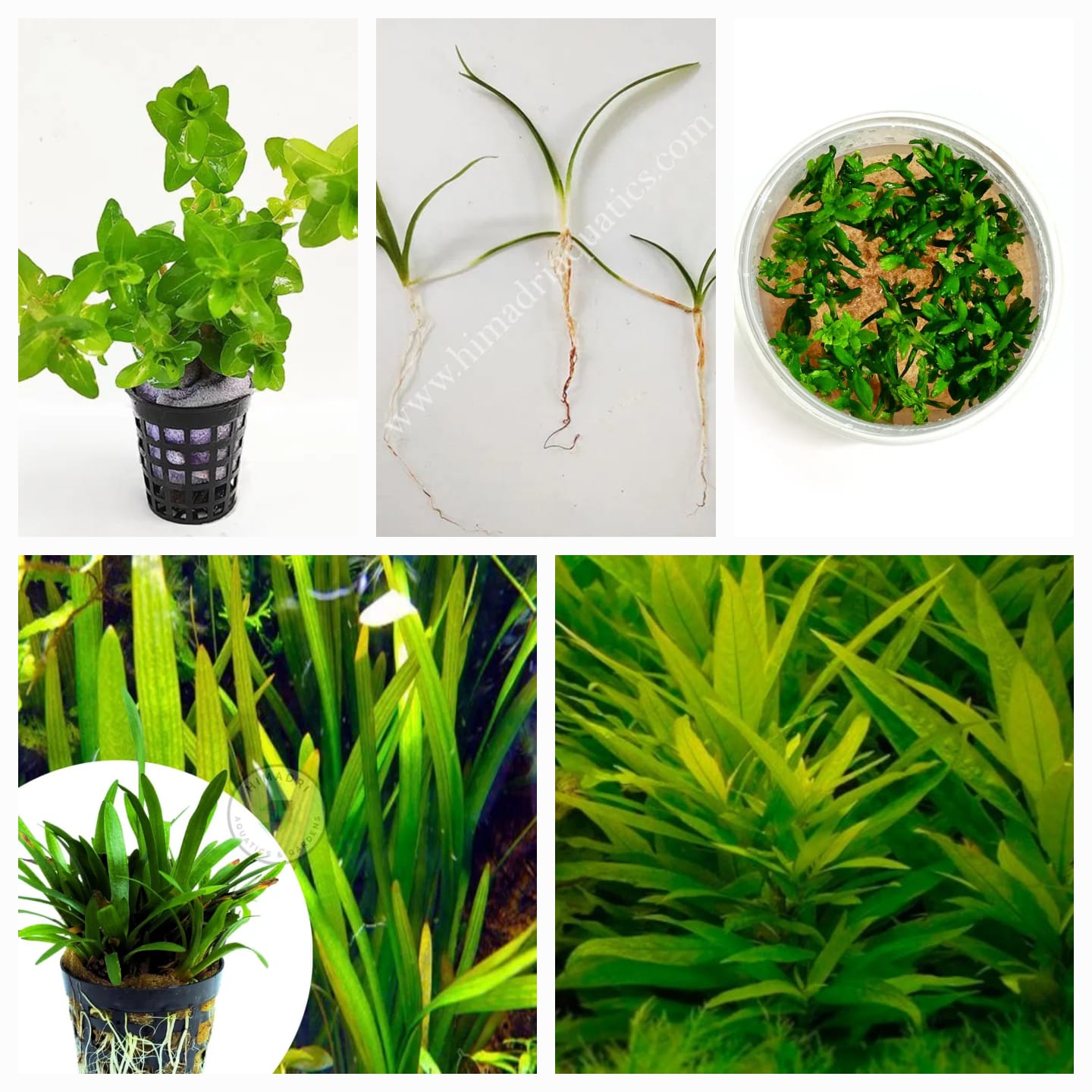 Low tech planted aquarium plant combo