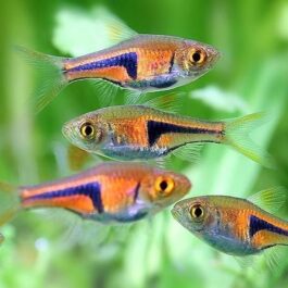 Espei rasbora ( 8 pcs)