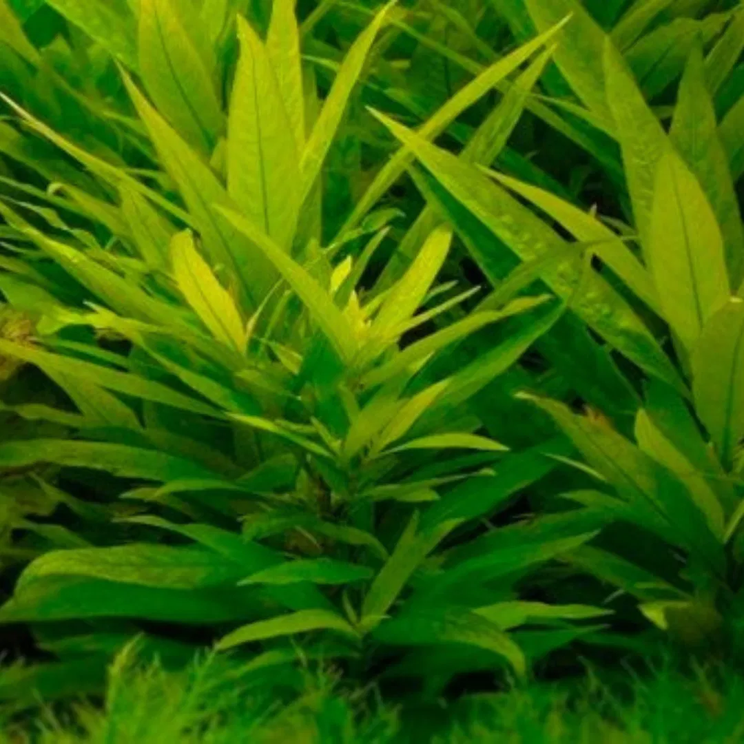 Low tech planted aquarium plant combo - Image 5