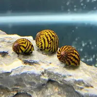 O ring nerite snail ( 5 pcs)