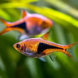 Harlequin Rasbora ( 6 pcs)