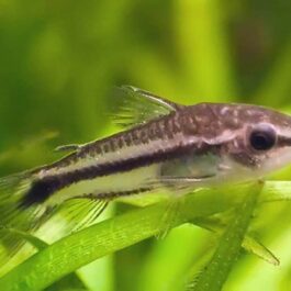 Pygmy corydora ( 6 pcs)