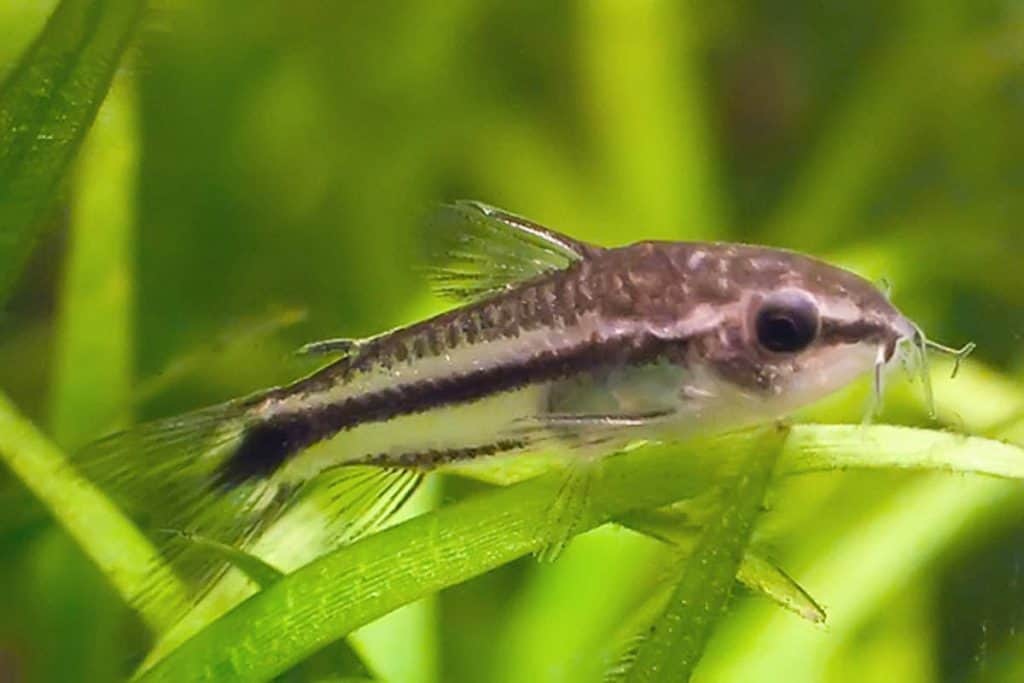 Pygmy corydora ( 6 pcs)