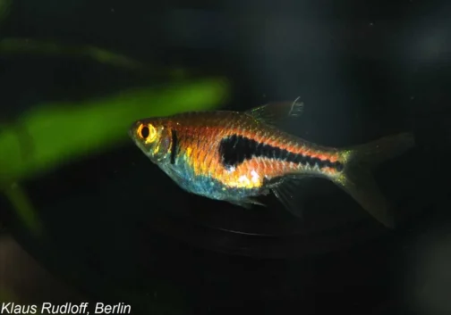 Espei rasbora ( 8 pcs) - Buy Aquarium Plants and Aquarium Fishes Online