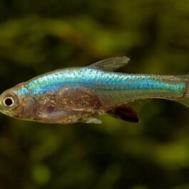 Axelrodi Rasbora ( 4 pcs)