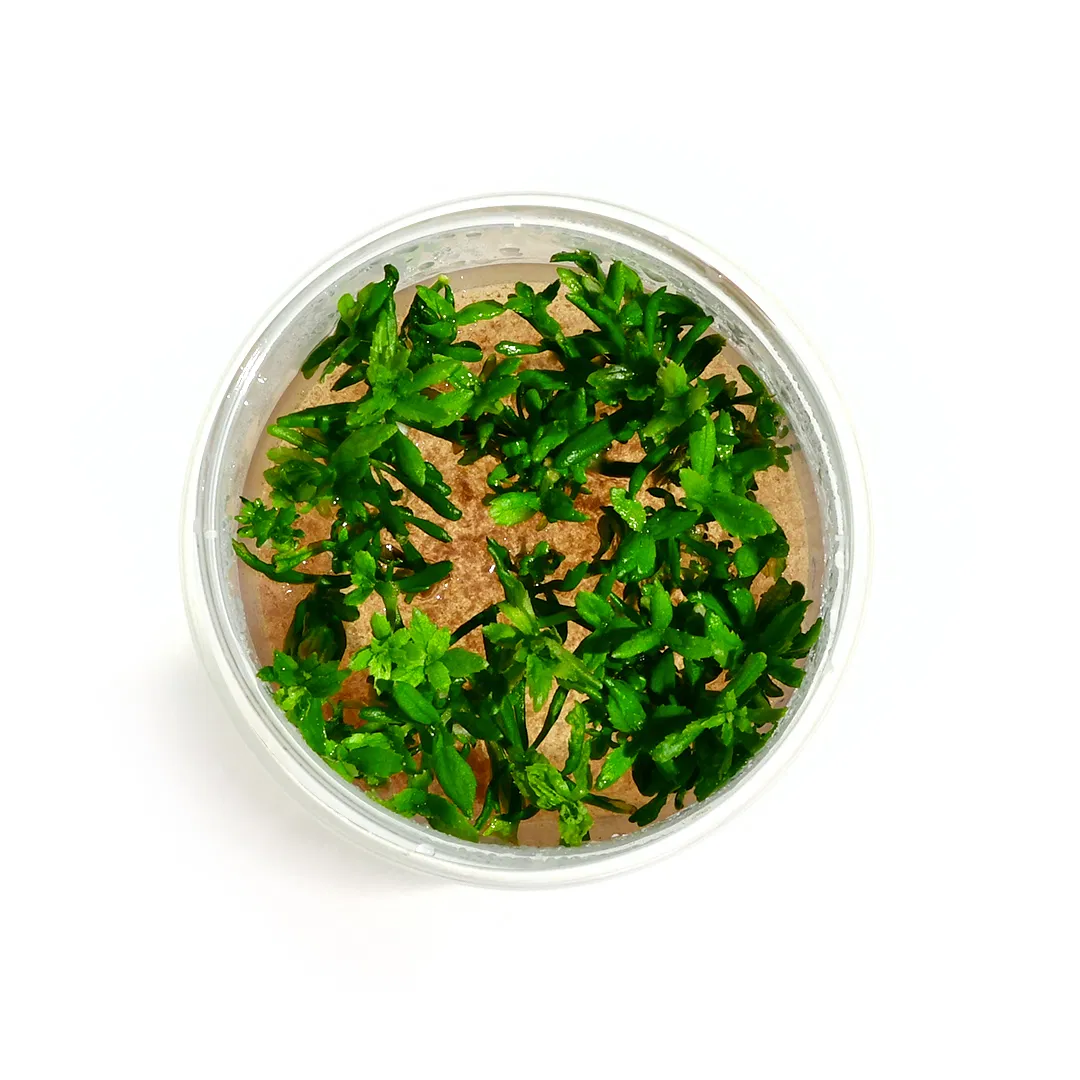 Low tech planted aquarium plant combo - Image 3