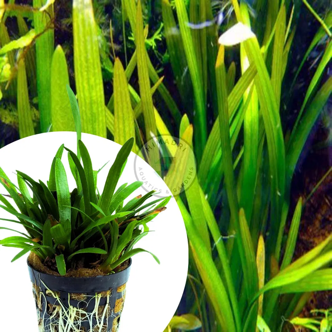 Low tech planted aquarium plant combo - Image 6