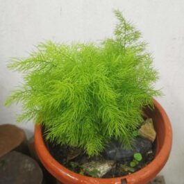 Asparagus Ming Fern (plant clump)