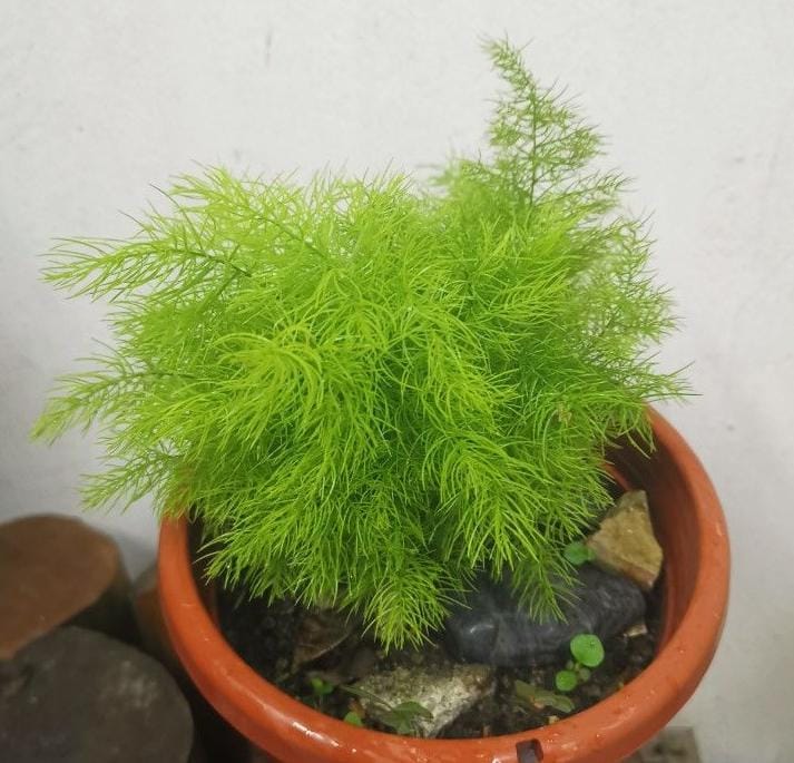 Asparagus Ming Fern (plant clump) - Image 2