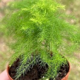 Asparagus Ming Fern (plant clump)