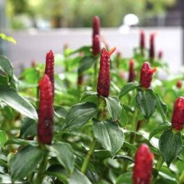 Red button ginger (single plant)