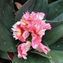 Oxblood Ginger/ Costus Erythrophyllus Rubra (single plant)
