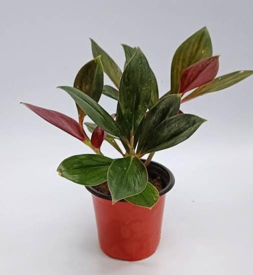 Oxblood Ginger/ Costus Erythrophyllus Rubra (single plant) - Image 4