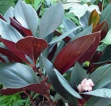 Oxblood Ginger/ Costus Erythrophyllus Rubra (single plant) - Image 3