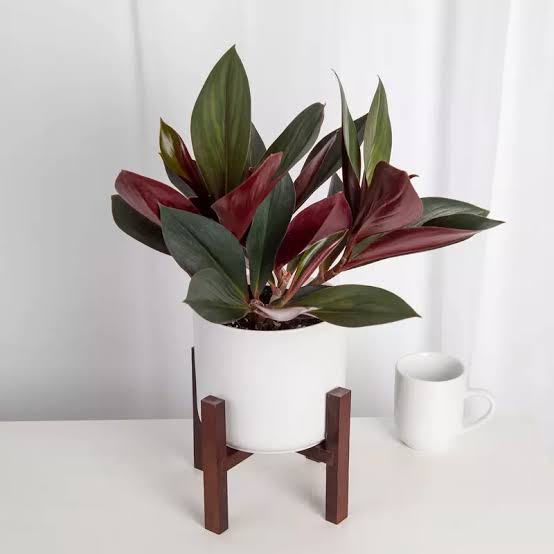 Oxblood Ginger/ Costus Erythrophyllus Rubra (single plant) - Image 5