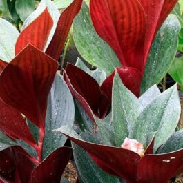 Oxblood Ginger/ Costus Erythrophyllus Rubra (single plant)