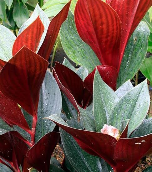 Oxblood Ginger/ Costus Erythrophyllus Rubra (single plant) - Image 2