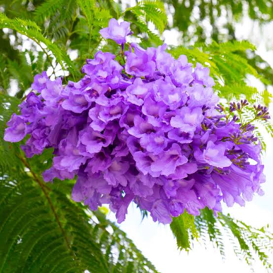 Blue jacaranda/ Jacaranda mimosifolia (single plant) - Image 5