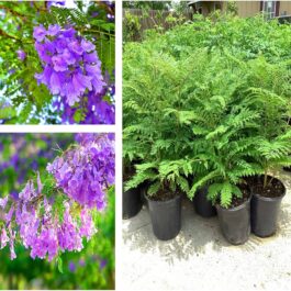 Blue jacaranda/ Jacaranda mimosifolia (single plant)