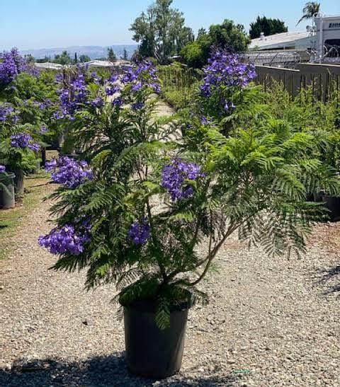 Blue jacaranda/ Jacaranda mimosifolia (single plant) - Image 3