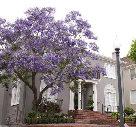 Blue jacaranda/ Jacaranda mimosifolia (single plant) - Image 4