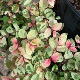 Snowbush/ Breynia disticha (single plant)