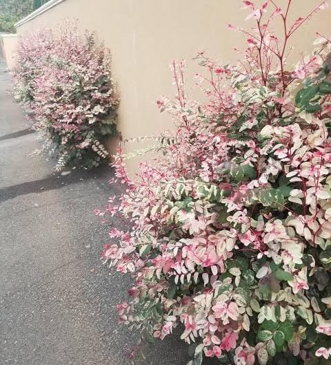 Snowbush/ Breynia disticha (single plant) - Image 4