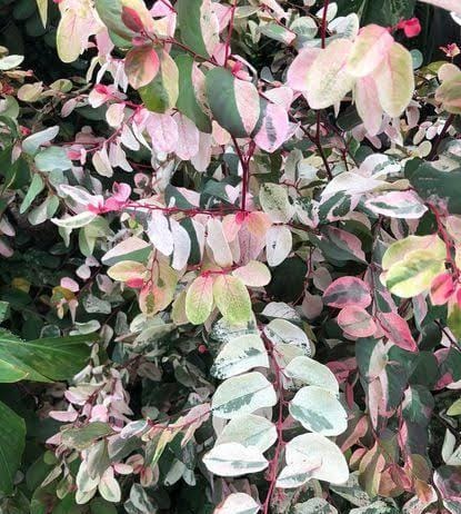 Snowbush/ Breynia disticha (single plant) - Image 3