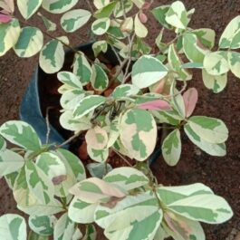 Snowbush/ Breynia disticha (single plant)