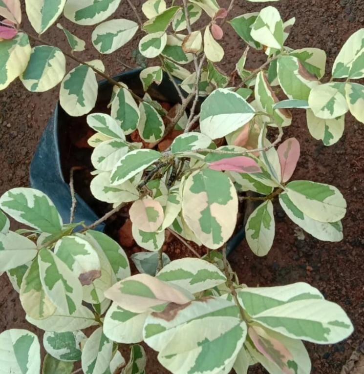 Snowbush/ Breynia disticha (single plant) - Image 2