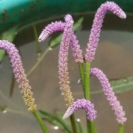 Lizard tail pond plant ( 5 plants)