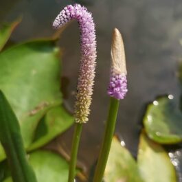 Lizard tail pond plant ( 5 plants)