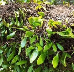 Bark leaf fern (on hangable natural dried husk) - Image 4