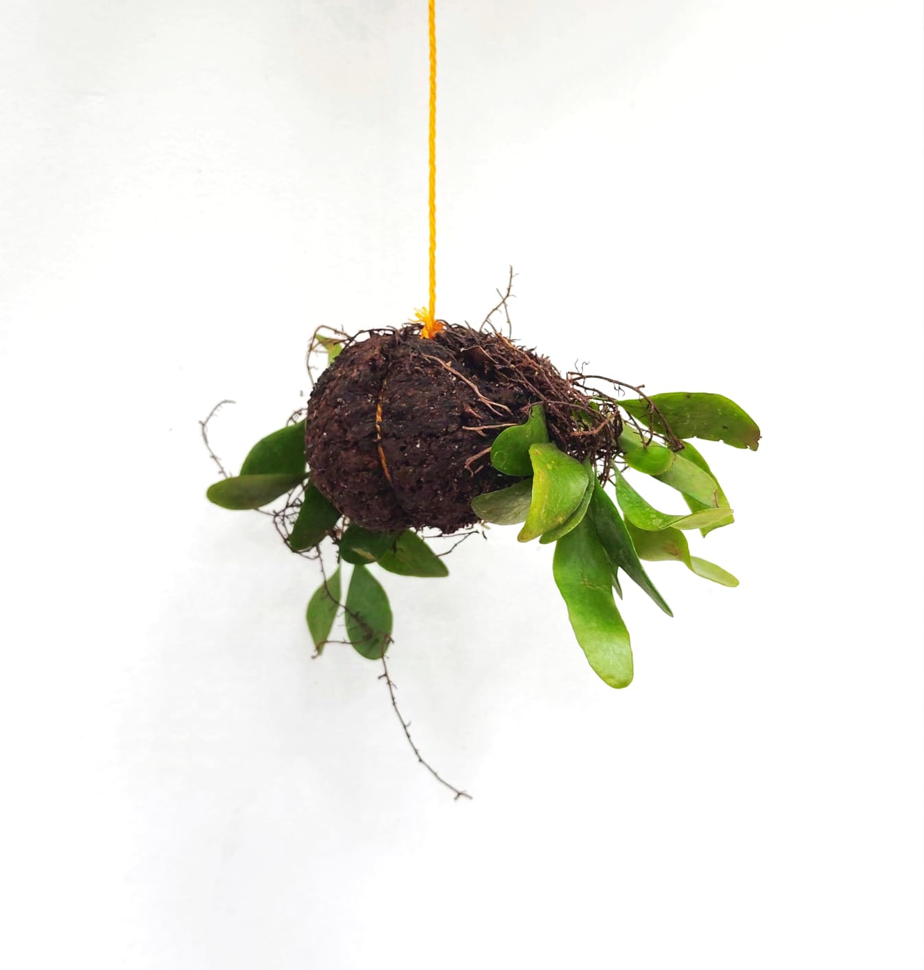 Bark leaf fern (on hangable natural dried husk)