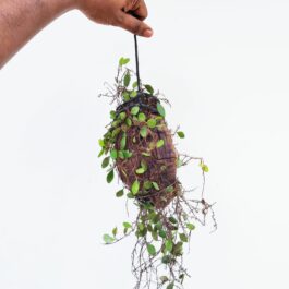 Dragon scale fern (on hangable large coconut husk)