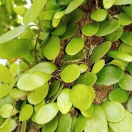 Dragon scale fern (on hangable large coconut husk)