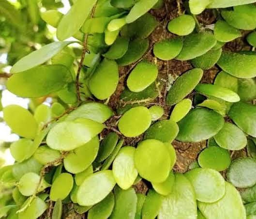 Dragon scale fern (on hangable large coconut husk) - Image 2