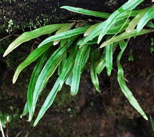 Tongue Fern/ Pyrrosia lingua (on hangable natural dried husk)