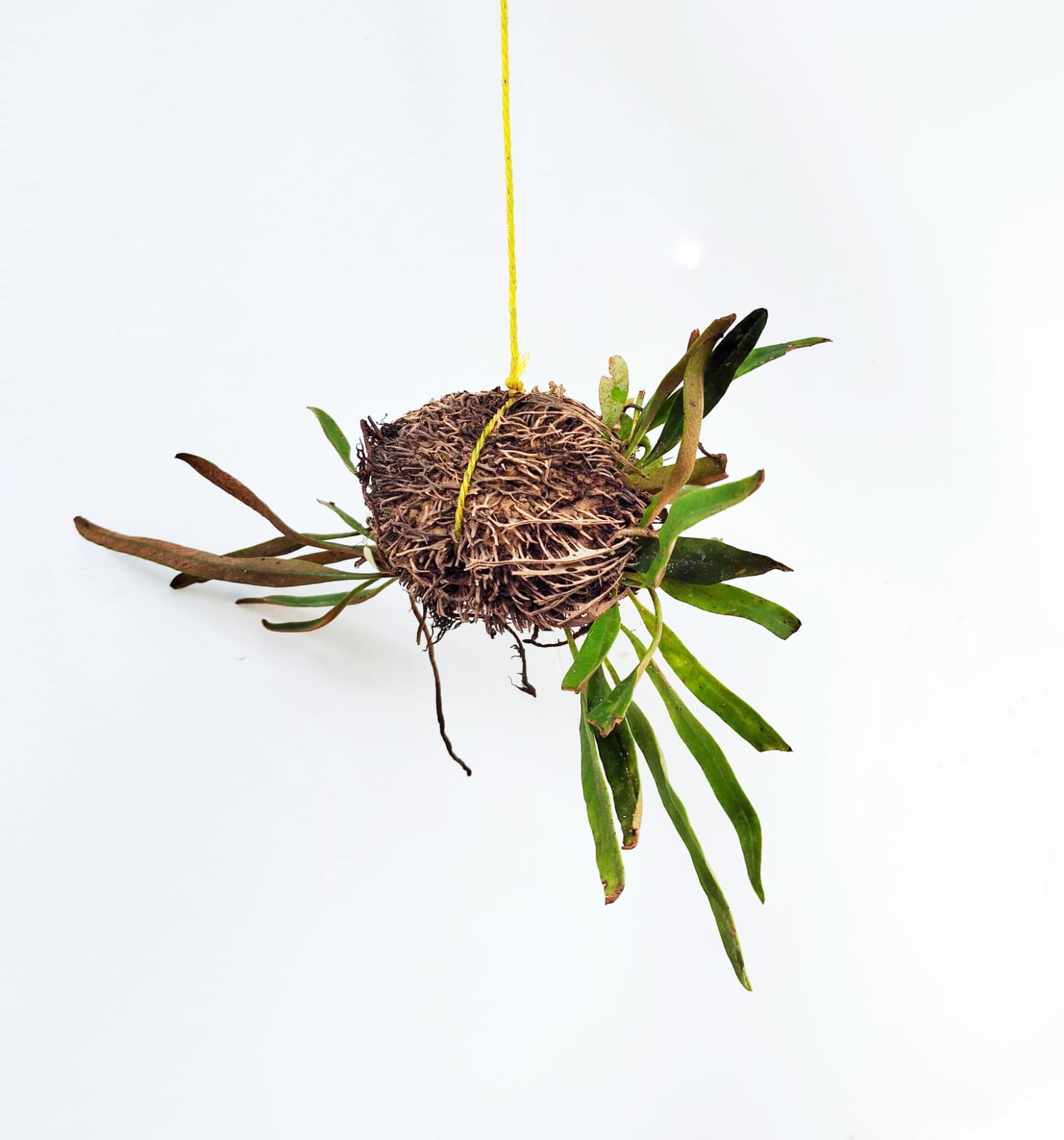 Tongue Fern/ Pyrrosia lingua (on hangable natural dried husk) - Image 3