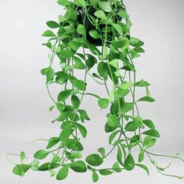 Dischidia oiantha (on hangable natural dried husk)